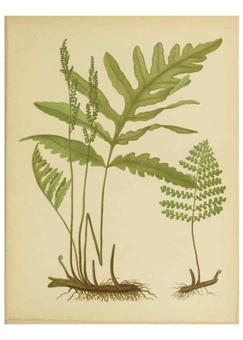 Reproducción/Reproduction 31234770304: Beautiful ferns from original water-color drawings after nature /. Troy, N.Y. :Nims and Knight,1887 [©1885]