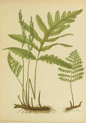 Reproducción/Reproduction 31234770304: Beautiful ferns from original water-color drawings after nature /. Troy, N.Y. :Nims and Knight,1887 [©1885]