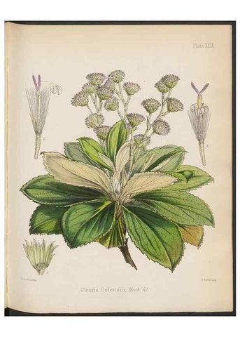 Reproducción/Reproduction 32985839751: The botany of the Antarctic voyage of H.M. discovery ships Erebus and Terror in the Years 1839-1843. London :Reeve Brothers,1844-1860.