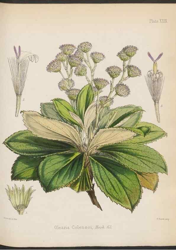 Reproducción/Reproduction 32985839751: The botany of the Antarctic voyage of H.M. discovery ships Erebus and Terror in the Years 1839-1843. London :Reeve Brothers,1844-1860.
