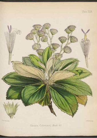 Reproducción/Reproduction 32985839751: The botany of the Antarctic voyage of H.M. discovery ships Erebus and Terror in the Years 1839-1843. London :Reeve Brothers,1844-1860.