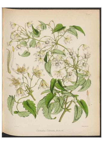 Reproducción/Reproduction 32985804541: The botany of the Antarctic voyage of H.M. discovery ships Erebus and Terror in the Years 1839-1843. London :Reeve Brothers,1844-1860.