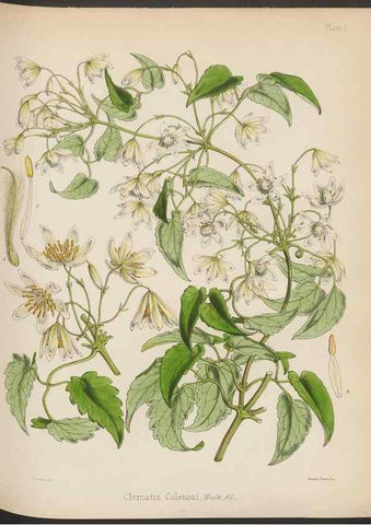 Reproducción/Reproduction 32985804541: The botany of the Antarctic voyage of H.M. discovery ships Erebus and Terror in the Years 1839-1843. London :Reeve Brothers,1844-1860.