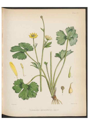 Reproducción/Reproduction 32985807881: The botany of the Antarctic voyage of H.M. discovery ships Erebus and Terror in the Years 1839-1843. London :Reeve Brothers,1844-1860.