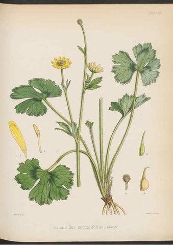 Reproducción/Reproduction 32985807881: The botany of the Antarctic voyage of H.M. discovery ships Erebus and Terror in the Years 1839-1843. London :Reeve Brothers,1844-1860.