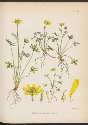 Reproducción/Reproduction 33070968476: The botany of the Antarctic voyage of H.M. discovery ships Erebus and Terror in the Years 1839-1843. London :Reeve Brothers,1844-1860.