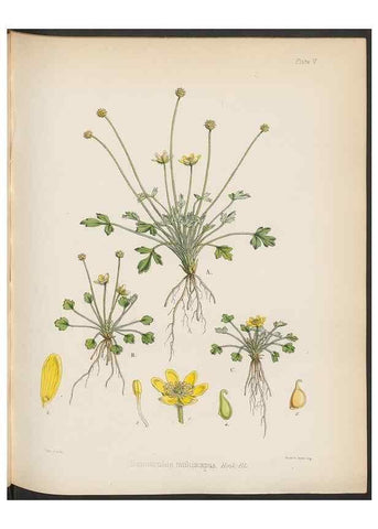 Reproducción/Reproduction 33070969766: The botany of the Antarctic voyage of H.M. discovery ships Erebus and Terror in the Years 1839-1843. London :Reeve Brothers,1844-1860.