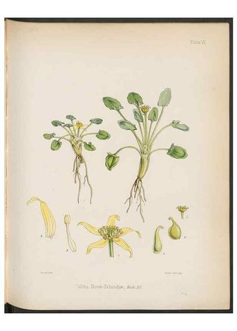 Reproducción/Reproduction 33070972836: The botany of the Antarctic voyage of H.M. discovery ships Erebus and Terror in the Years 1839-1843. London :Reeve Brothers,1844-1860.