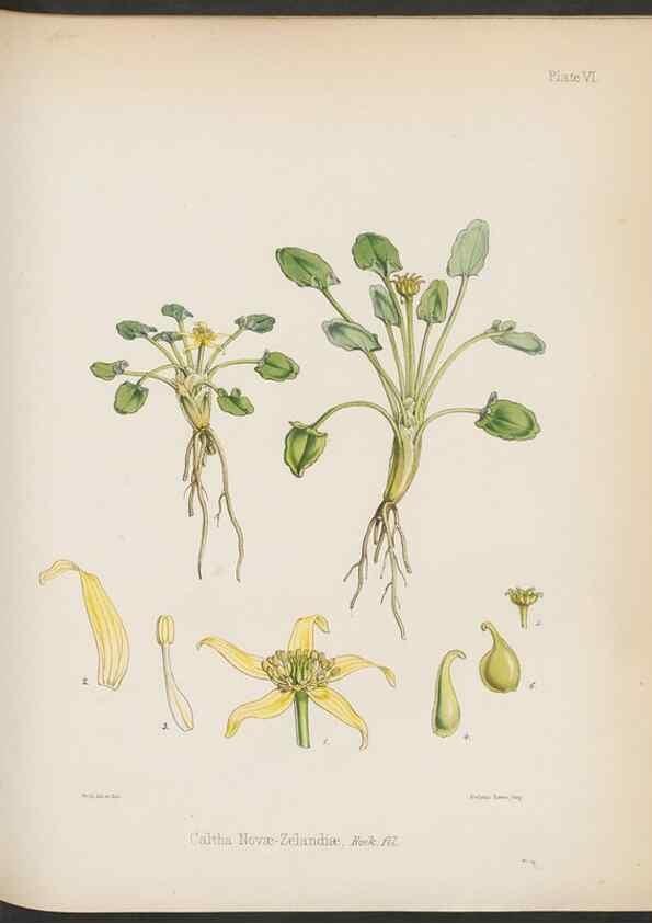 Reproducción/Reproduction 33070972836: The botany of the Antarctic voyage of H.M. discovery ships Erebus and Terror in the Years 1839-1843. London :Reeve Brothers,1844-1860.