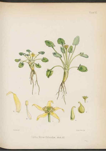 Reproducción/Reproduction 33070972836: The botany of the Antarctic voyage of H.M. discovery ships Erebus and Terror in the Years 1839-1843. London :Reeve Brothers,1844-1860.