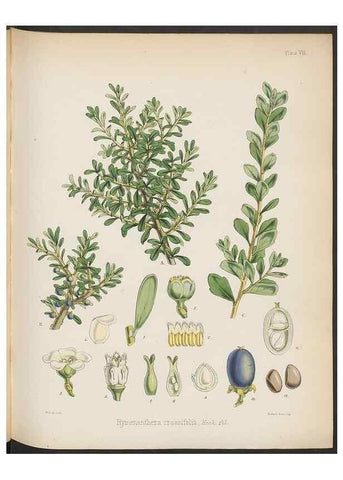 Reproducción/Reproduction 33070974346: The botany of the Antarctic voyage of H.M. discovery ships Erebus and Terror in the Years 1839-1843. London :Reeve Brothers,1844-1860.