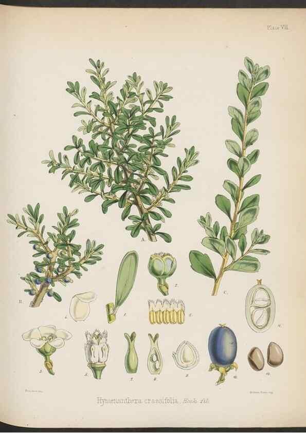 Reproducción/Reproduction 33070974346: The botany of the Antarctic voyage of H.M. discovery ships Erebus and Terror in the Years 1839-1843. London :Reeve Brothers,1844-1860.