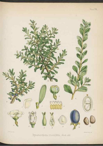 Reproducción/Reproduction 33070974346: The botany of the Antarctic voyage of H.M. discovery ships Erebus and Terror in the Years 1839-1843. London :Reeve Brothers,1844-1860.
