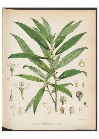 Reproducción/Reproduction 33112623635: The botany of the Antarctic voyage of H.M. discovery ships Erebus and Terror in the Years 1839-1843. London :Reeve Brothers,1844-1860.