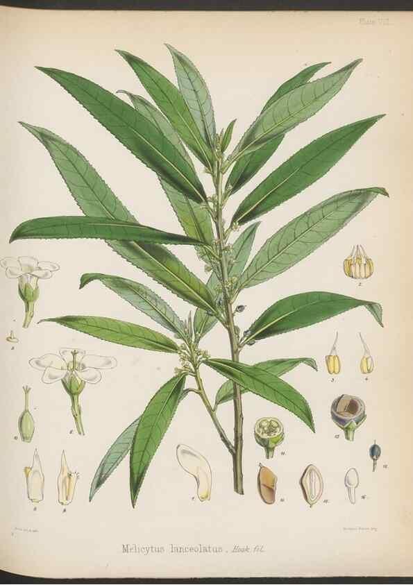 Reproducción/Reproduction 33112623635: The botany of the Antarctic voyage of H.M. discovery ships Erebus and Terror in the Years 1839-1843. London :Reeve Brothers,1844-1860.