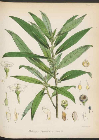Reproducción/Reproduction 33112623635: The botany of the Antarctic voyage of H.M. discovery ships Erebus and Terror in the Years 1839-1843. London :Reeve Brothers,1844-1860.