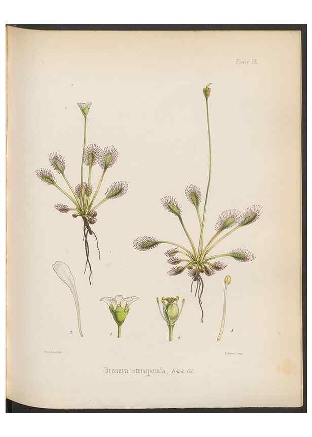 Reproducción/Reproduction 33070977476: The botany of the Antarctic voyage of H.M. discovery ships Erebus and Terror in the Years 1839-1843. London :Reeve Brothers,1844-1860.