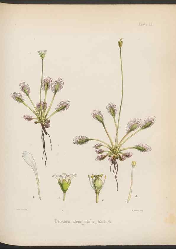 Reproducción/Reproduction 33070977476: The botany of the Antarctic voyage of H.M. discovery ships Erebus and Terror in the Years 1839-1843. London :Reeve Brothers,1844-1860.