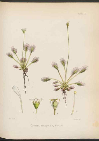 Reproducción/Reproduction 33070977476: The botany of the Antarctic voyage of H.M. discovery ships Erebus and Terror in the Years 1839-1843. London :Reeve Brothers,1844-1860.