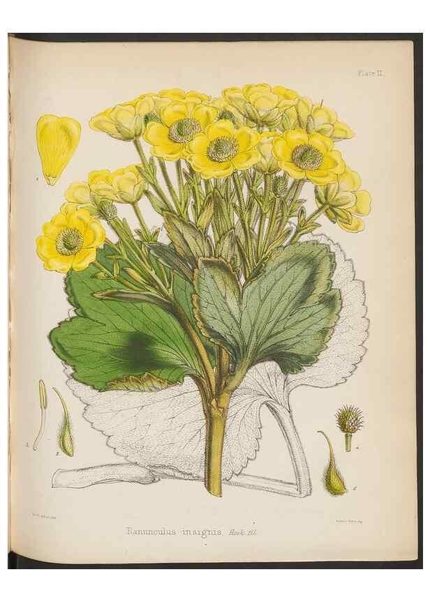 Reproducción/Reproduction 32985806431: The botany of the Antarctic voyage of H.M. discovery ships Erebus and Terror in the Years 1839-1843. London :Reeve Brothers,1844-1860.