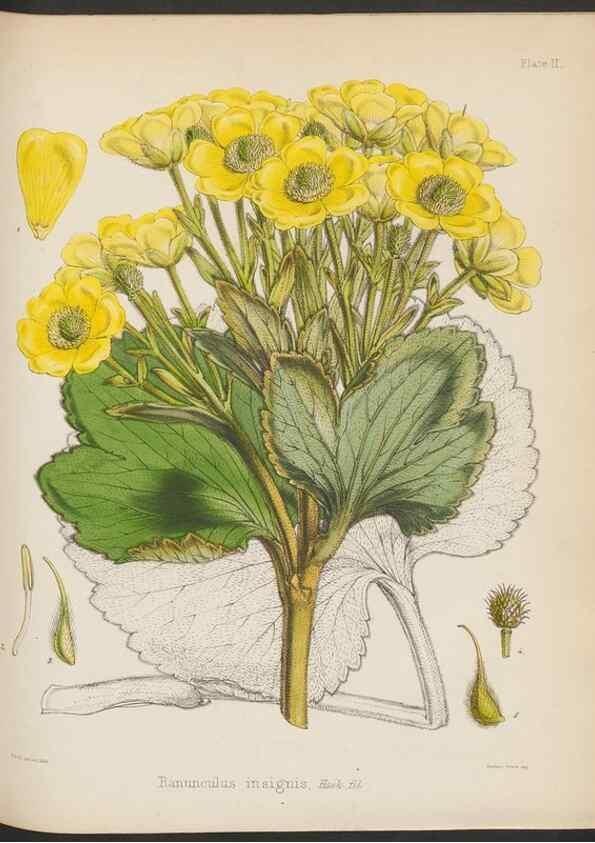 Reproducción/Reproduction 32985806431: The botany of the Antarctic voyage of H.M. discovery ships Erebus and Terror in the Years 1839-1843. London :Reeve Brothers,1844-1860.