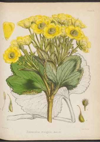 Reproducción/Reproduction 32985806431: The botany of the Antarctic voyage of H.M. discovery ships Erebus and Terror in the Years 1839-1843. London :Reeve Brothers,1844-1860.