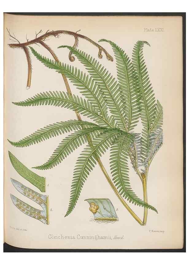 Reproducción/Reproduction 32267604394: The botany of the Antarctic voyage of H.M. discovery ships Erebus and Terror in the Years 1839-1843. London :Reeve Brothers,1844-1860.