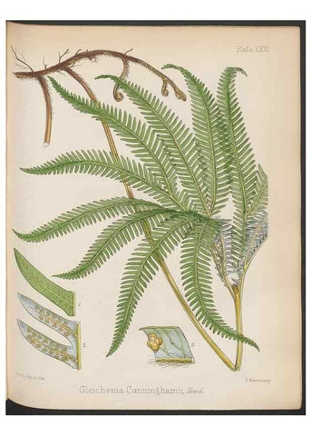 Reproducción/Reproduction 32267604394: The botany of the Antarctic voyage of H.M. discovery ships Erebus and Terror in the Years 1839-1843. London :Reeve Brothers,1844-1860.