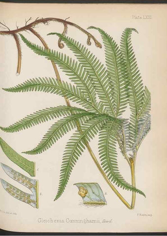 Reproducción/Reproduction 32267604394: The botany of the Antarctic voyage of H.M. discovery ships Erebus and Terror in the Years 1839-1843. London :Reeve Brothers,1844-1860.