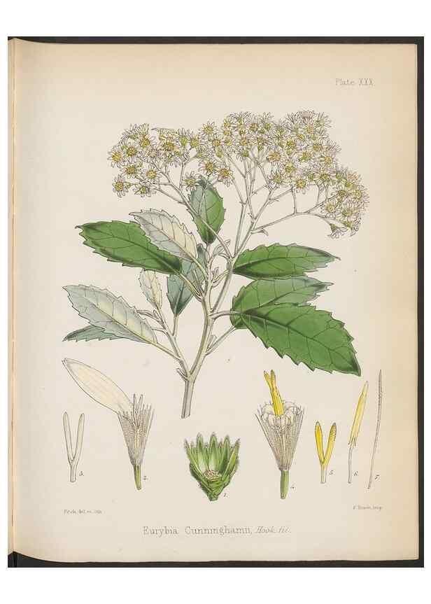 Reproducción/Reproduction 32985841771: The botany of the Antarctic voyage of H.M. discovery ships Erebus and Terror in the Years 1839-1843. London :Reeve Brothers,1844-1860.