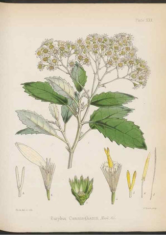 Reproducción/Reproduction 32985841771: The botany of the Antarctic voyage of H.M. discovery ships Erebus and Terror in the Years 1839-1843. London :Reeve Brothers,1844-1860.