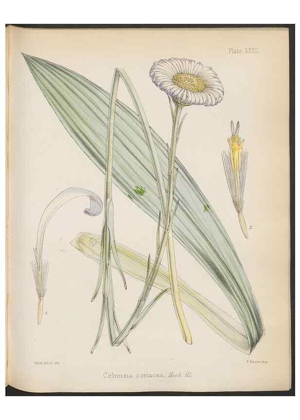 Reproducción/Reproduction 32985845911: The botany of the Antarctic voyage of H.M. discovery ships Erebus and Terror in the Years 1839-1843. London :Reeve Brothers,1844-1860.