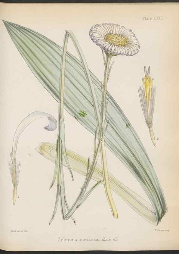 Reproducción/Reproduction 32985845911: The botany of the Antarctic voyage of H.M. discovery ships Erebus and Terror in the Years 1839-1843. London :Reeve Brothers,1844-1860.