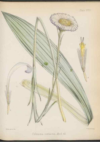 Reproducción/Reproduction 32985845911: The botany of the Antarctic voyage of H.M. discovery ships Erebus and Terror in the Years 1839-1843. London :Reeve Brothers,1844-1860.