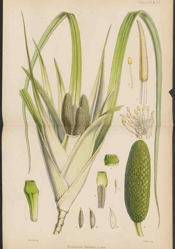 Reproducción/Reproduction 32297112753: The botany of the Antarctic voyage of H.M. discovery ships Erebus and Terror in the Years 1839-1843. London :Reeve Brothers,1844-1860.