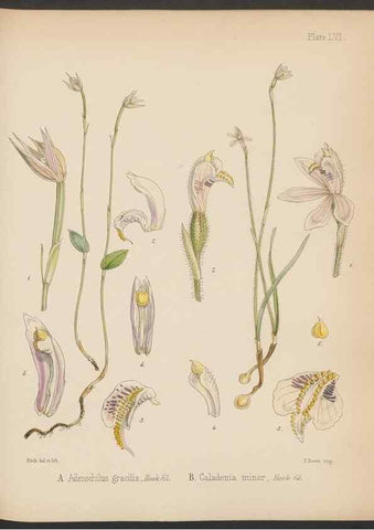 Reproducción/Reproduction 33112689065: The botany of the Antarctic voyage of H.M. discovery ships Erebus and Terror in the Years 1839-1843. London :Reeve Brothers,1844-1860.