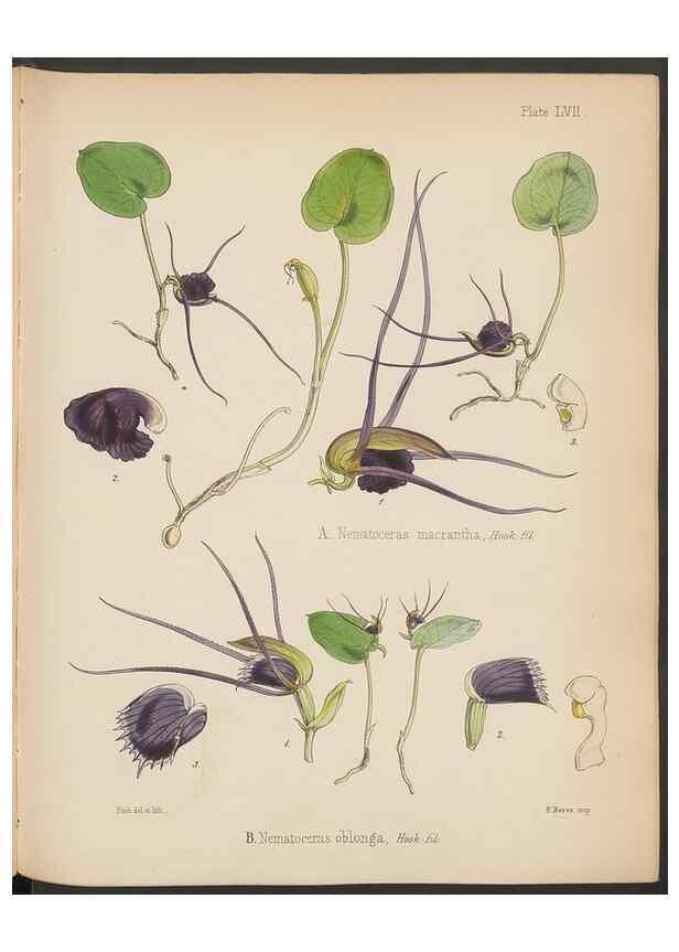 Reproducción/Reproduction 33112690085: The botany of the Antarctic voyage of H.M. discovery ships Erebus and Terror in the Years 1839-1843. London :Reeve Brothers,1844-1860.
