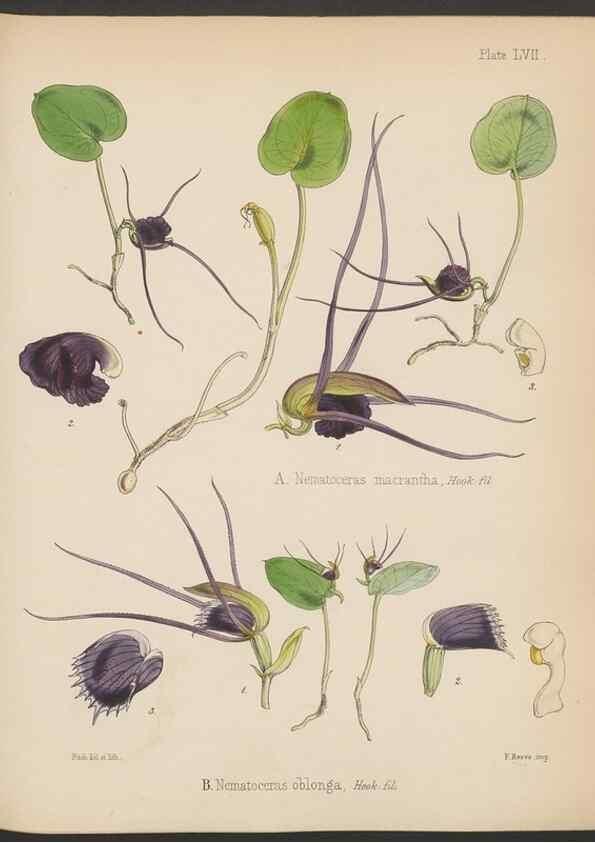 Reproducción/Reproduction 33112690085: The botany of the Antarctic voyage of H.M. discovery ships Erebus and Terror in the Years 1839-1843. London :Reeve Brothers,1844-1860.