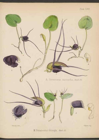Reproducción/Reproduction 33112690085: The botany of the Antarctic voyage of H.M. discovery ships Erebus and Terror in the Years 1839-1843. London :Reeve Brothers,1844-1860.