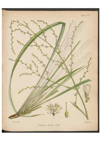 Reproducción/Reproduction 33112691185: The botany of the Antarctic voyage of H.M. discovery ships Erebus and Terror in the Years 1839-1843. London :Reeve Brothers,1844-1860.
