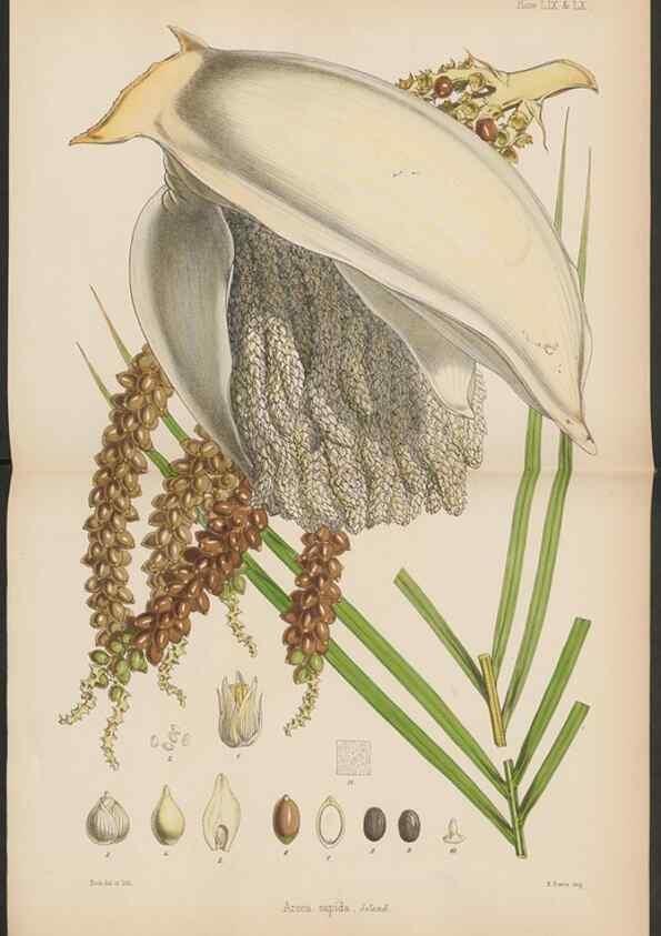 Reproducción/Reproduction 32985890591: The botany of the Antarctic voyage of H.M. discovery ships Erebus and Terror in the Years 1839-1843. London :Reeve Brothers,1844-1860.