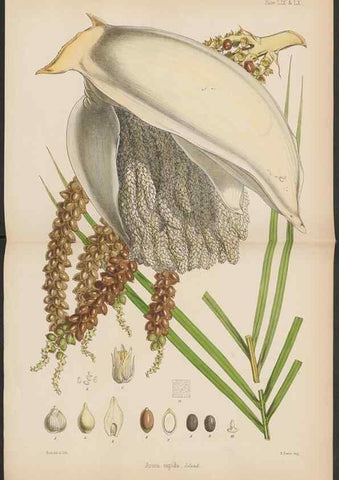 Reproducción/Reproduction 32985890591: The botany of the Antarctic voyage of H.M. discovery ships Erebus and Terror in the Years 1839-1843. London :Reeve Brothers,1844-1860.