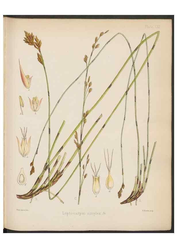Reproducción/Reproduction 32985892911: The botany of the Antarctic voyage of H.M. discovery ships Erebus and Terror in the Years 1839-1843. London :Reeve Brothers,1844-1860.