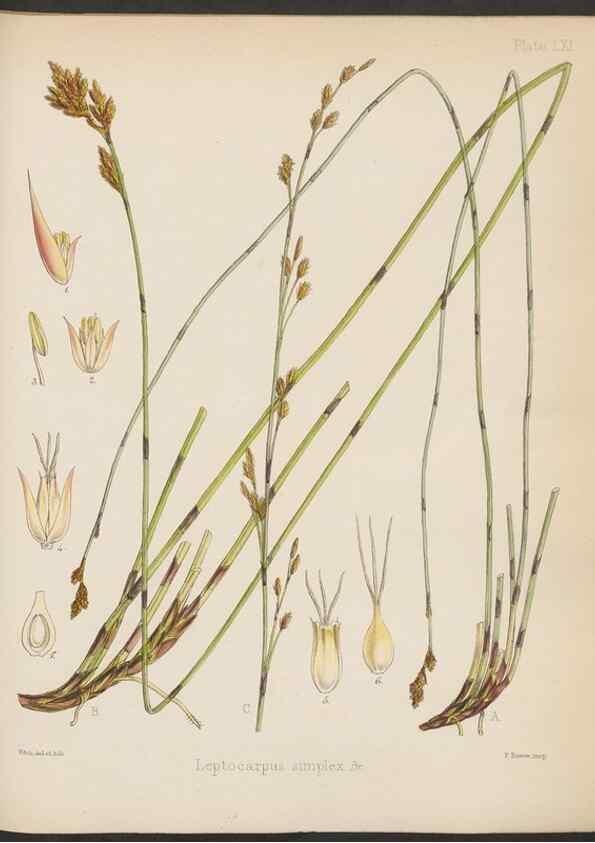 Reproducción/Reproduction 32985892911: The botany of the Antarctic voyage of H.M. discovery ships Erebus and Terror in the Years 1839-1843. London :Reeve Brothers,1844-1860.