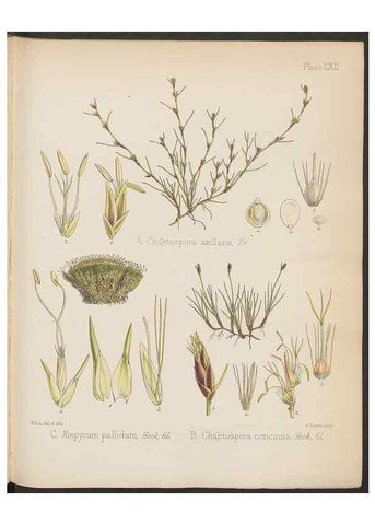 Reproducción/Reproduction 32985894991: The botany of the Antarctic voyage of H.M. discovery ships Erebus and Terror in the Years 1839-1843. London :Reeve Brothers,1844-1860.
