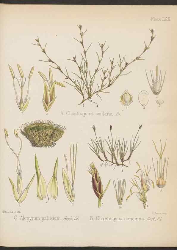 Reproducción/Reproduction 32985894991: The botany of the Antarctic voyage of H.M. discovery ships Erebus and Terror in the Years 1839-1843. London :Reeve Brothers,1844-1860.