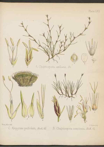 Reproducción/Reproduction 32985894991: The botany of the Antarctic voyage of H.M. discovery ships Erebus and Terror in the Years 1839-1843. London :Reeve Brothers,1844-1860.