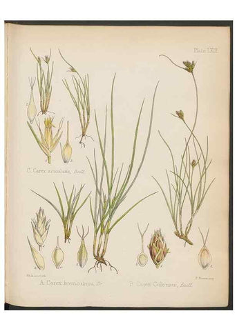 Reproducción/Reproduction 32985896811: The botany of the Antarctic voyage of H.M. discovery ships Erebus and Terror in the Years 1839-1843. London :Reeve Brothers,1844-1860.