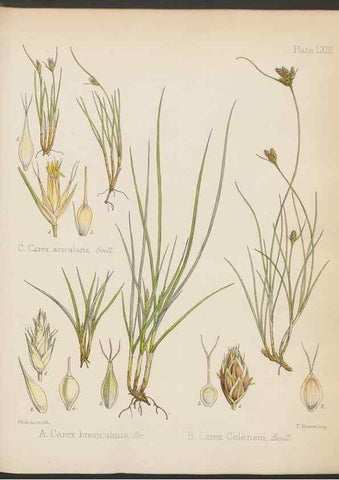 Reproducción/Reproduction 32985896811: The botany of the Antarctic voyage of H.M. discovery ships Erebus and Terror in the Years 1839-1843. London :Reeve Brothers,1844-1860.