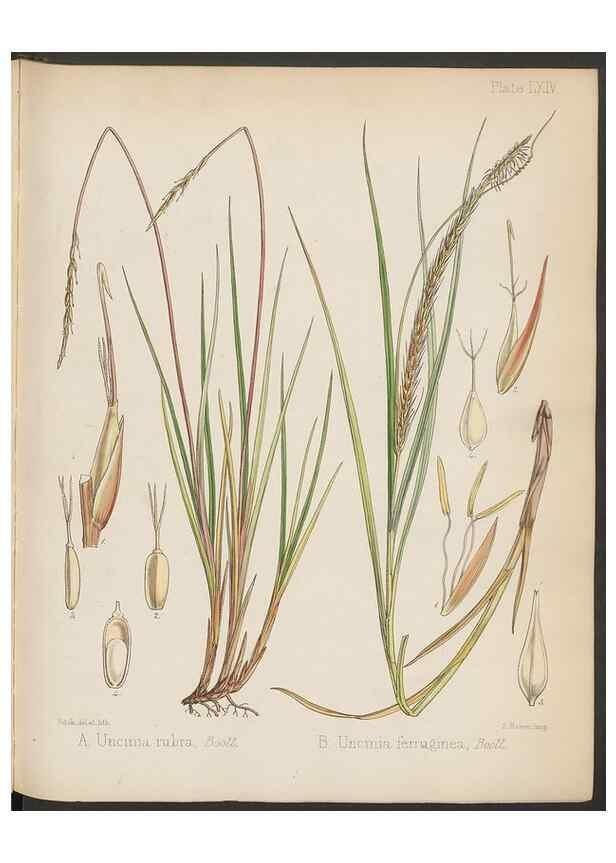 Reproducción/Reproduction 32985898741: The botany of the Antarctic voyage of H.M. discovery ships Erebus and Terror in the Years 1839-1843. London :Reeve Brothers,1844-1860.